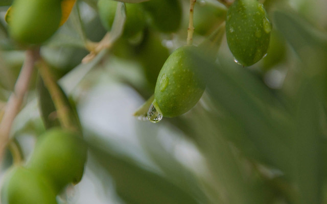 cosmetici naturali all'olio di oliva